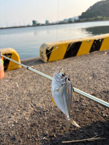 ヒイラギの釣果