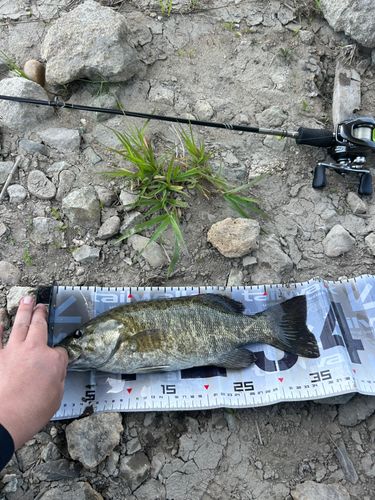 スモールマウスバスの釣果