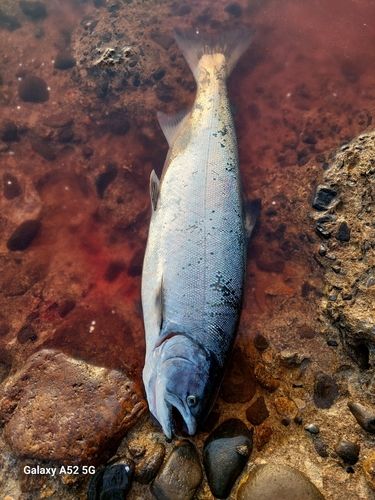 サクラマスの釣果
