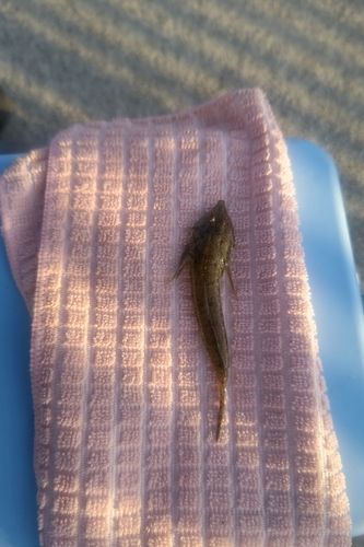 メゴチの釣果