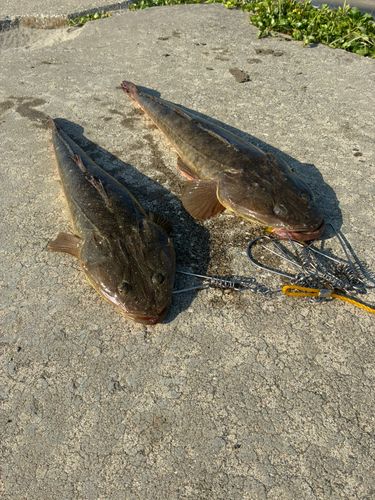 マゴチの釣果