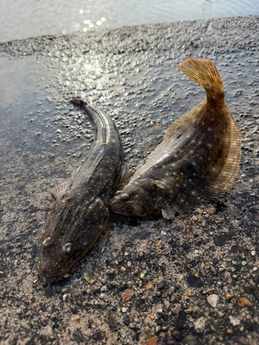 コチの釣果