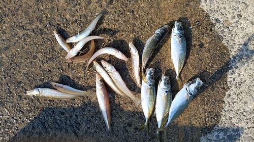 アジの釣果