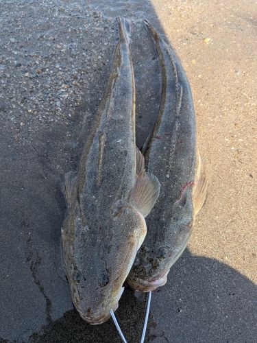 マゴチの釣果