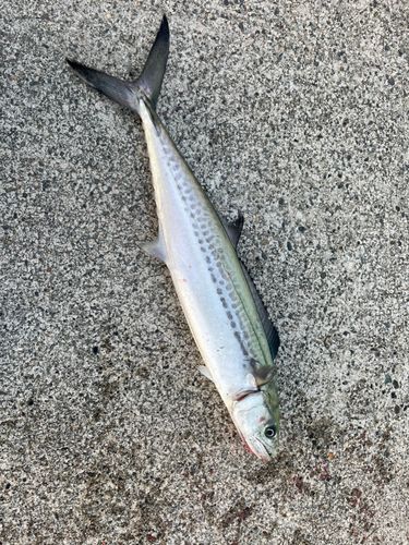 サゴシの釣果