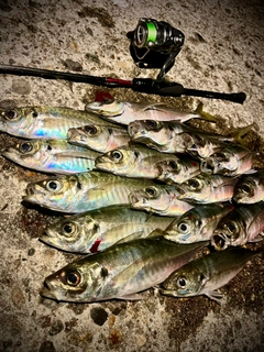 アジの釣果