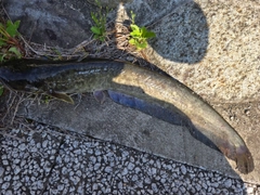 ナマズの釣果