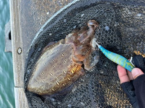 コウイカの釣果