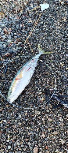 ブリの釣果