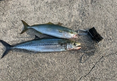 サゴシの釣果