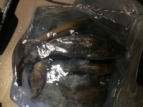 クロソイの釣果