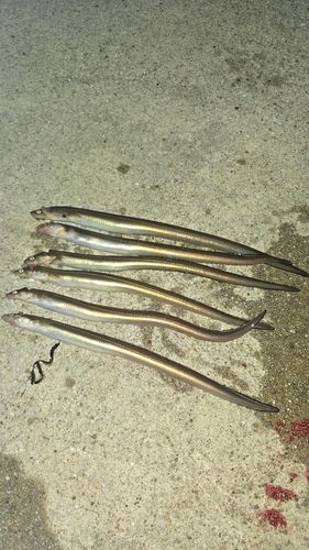 アナゴの釣果
