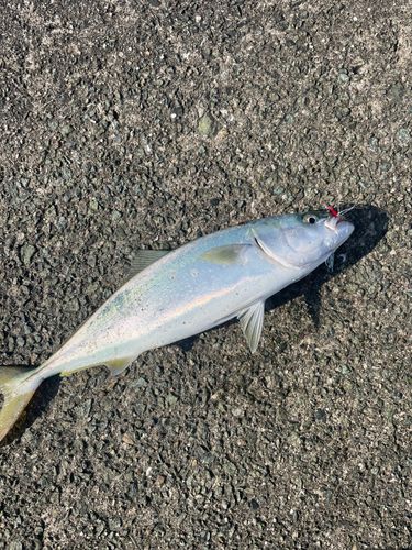 ハマチの釣果