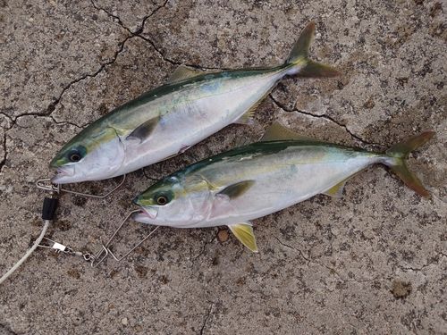 ツバイソの釣果