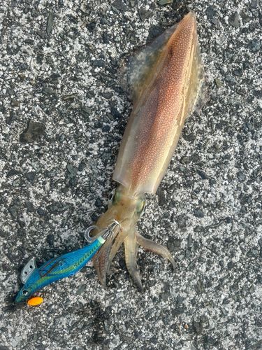 ケンサキイカの釣果