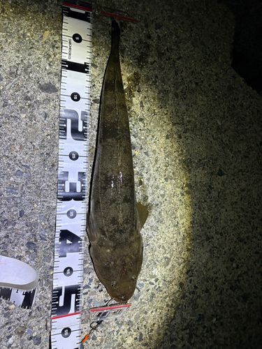 マゴチの釣果