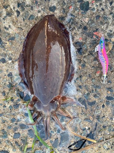 アオリイカの釣果