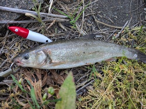 ウグイの釣果