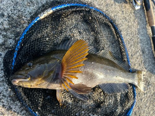 アイナメの釣果