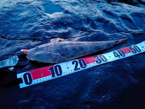 マゴチの釣果