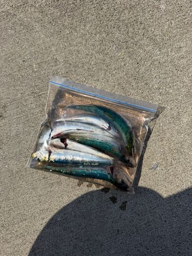 イワシの釣果