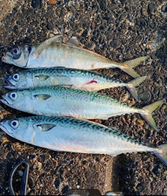 サバの釣果