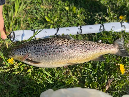 ブラウントラウトの釣果