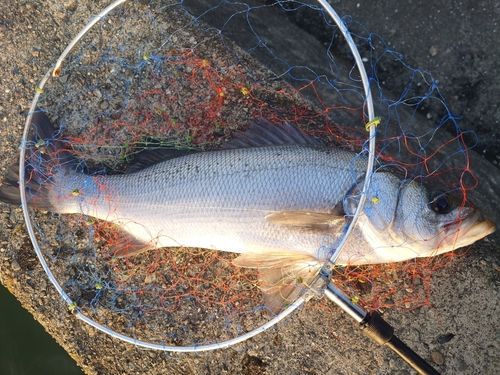 スズキの釣果
