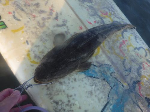 釣果