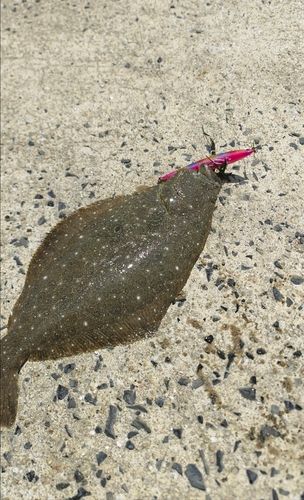 ヒラメの釣果