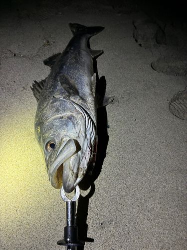 スズキの釣果