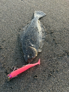 ソゲの釣果