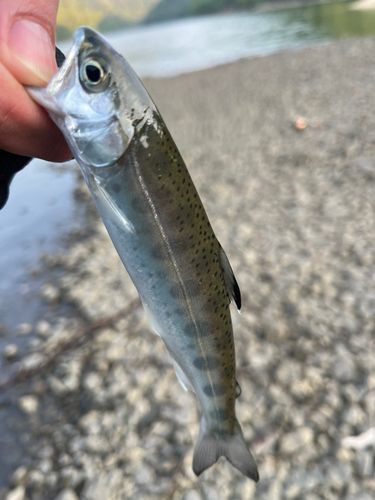 ニジマスの釣果
