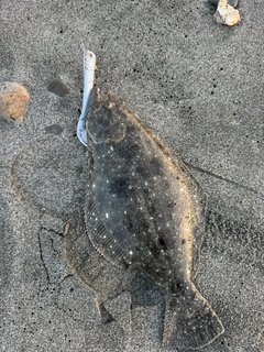 ソゲの釣果