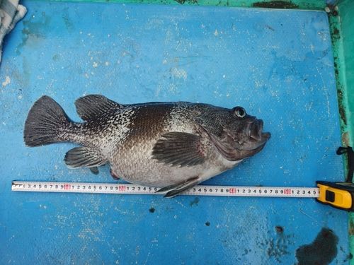 マゾイの釣果