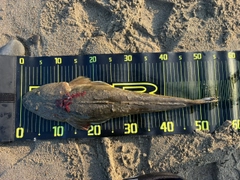 マゴチの釣果