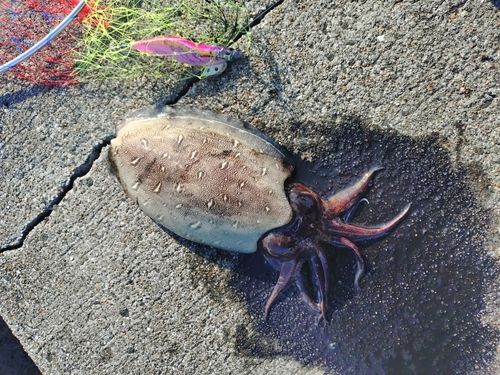コウイカの釣果
