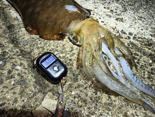 アオリイカの釣果