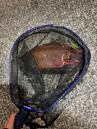 モンゴウイカの釣果