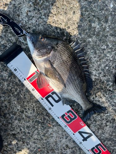 チヌの釣果