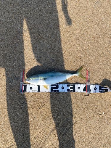 イナダの釣果