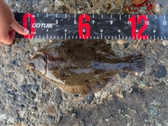 マコガレイの釣果