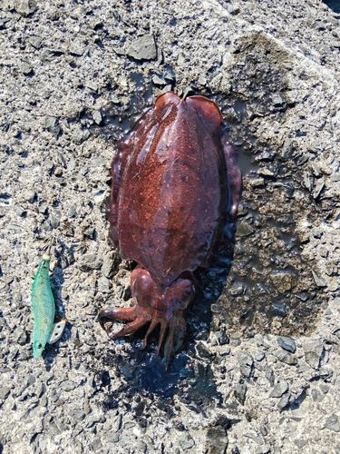 モンゴウイカの釣果