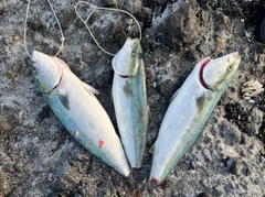 ブリの釣果