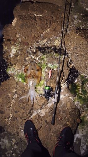 アオリイカの釣果