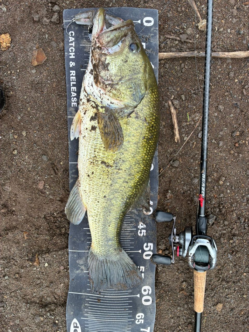 DAIWA 21ブレイゾン C611H-2・SBの最安値・インプレ・釣果 | 本音の