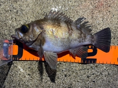 メバルの釣果