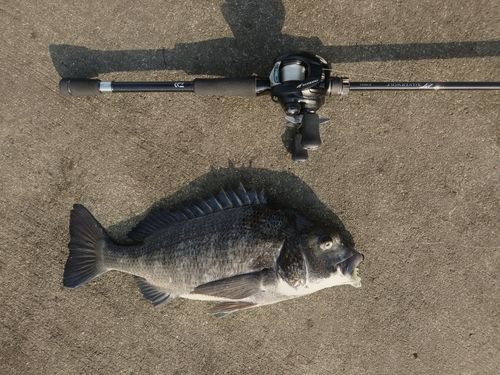 チヌの釣果