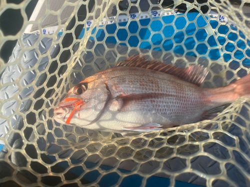 マダイの釣果
