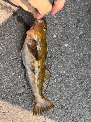 アカメバルの釣果